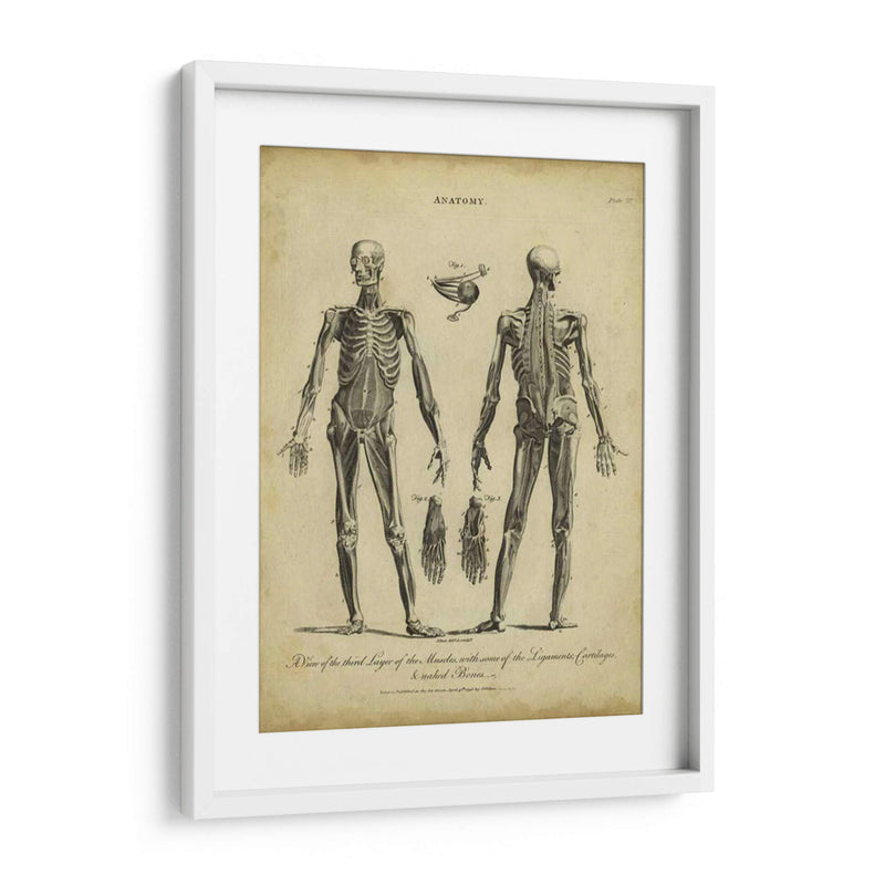 Estudio De Anatomía Ii - Wilkes | Cuadro decorativo de Canvas Lab