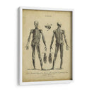 Estudio De Anatomía Ii - Wilkes | Cuadro decorativo de Canvas Lab