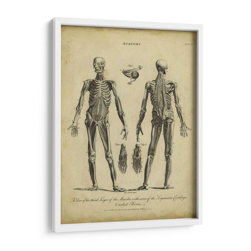 Estudio De Anatomía Ii - Wilkes | Cuadro decorativo de Canvas Lab