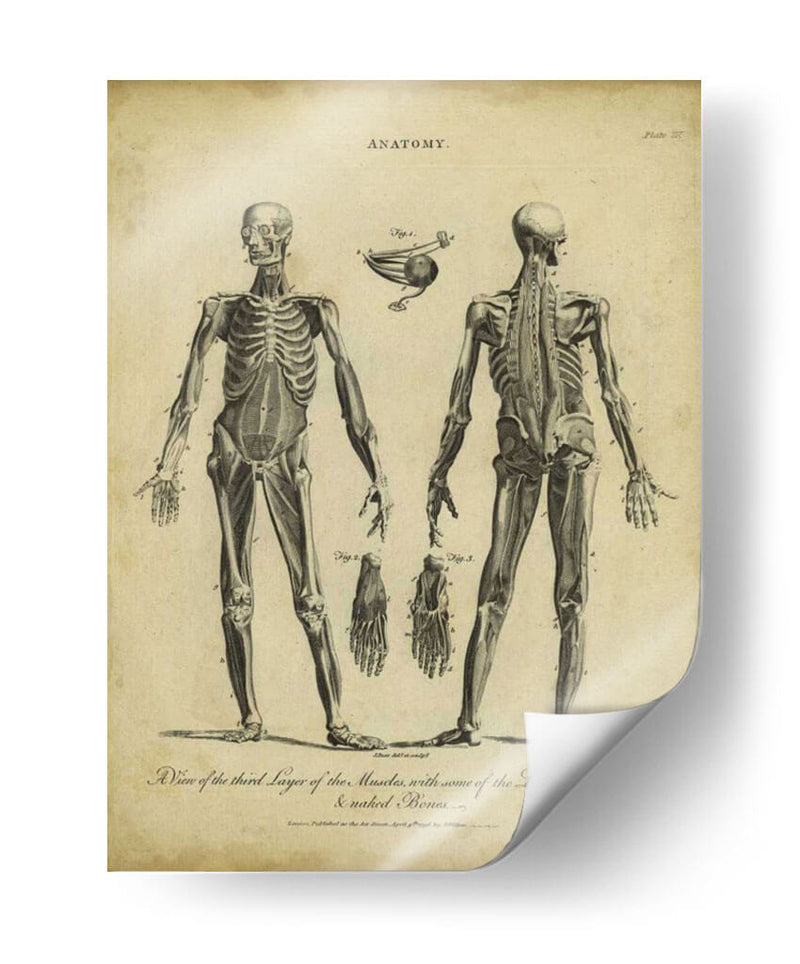 Estudio De Anatomía Ii - Wilkes | Cuadro decorativo de Canvas Lab