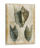 Conchas Antiquarias I - Vision Studio | Cuadro decorativo de Canvas Lab