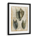 Conchas Antiquarias I - Vision Studio | Cuadro decorativo de Canvas Lab