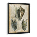 Conchas Antiquarias I - Vision Studio | Cuadro decorativo de Canvas Lab