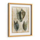 Conchas Antiquarias I - Vision Studio | Cuadro decorativo de Canvas Lab