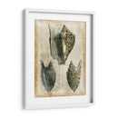 Conchas Antiquarias I - Vision Studio | Cuadro decorativo de Canvas Lab