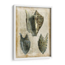 Conchas Antiquarias I - Vision Studio | Cuadro decorativo de Canvas Lab