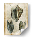 Conchas Antiquarias I - Vision Studio | Cuadro decorativo de Canvas Lab