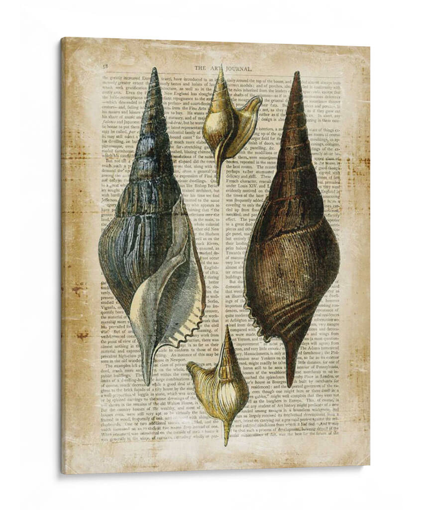 Conchas Antiquarias Ii - Vision Studio | Cuadro decorativo de Canvas Lab