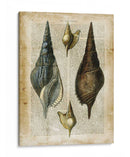 Conchas Antiquarias Ii - Vision Studio | Cuadro decorativo de Canvas Lab