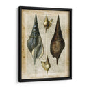 Conchas Antiquarias Ii - Vision Studio | Cuadro decorativo de Canvas Lab