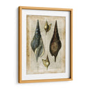 Conchas Antiquarias Ii - Vision Studio | Cuadro decorativo de Canvas Lab