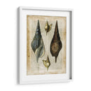 Conchas Antiquarias Ii - Vision Studio | Cuadro decorativo de Canvas Lab