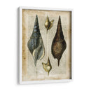 Conchas Antiquarias Ii - Vision Studio | Cuadro decorativo de Canvas Lab