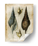 Conchas Antiquarias Ii - Vision Studio | Cuadro decorativo de Canvas Lab