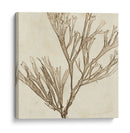 Grilliante Seaweed Vii - Vision Studio | Cuadro decorativo de Canvas Lab