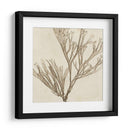 Grilliante Seaweed Vii - Vision Studio | Cuadro decorativo de Canvas Lab