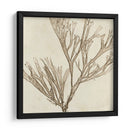 Grilliante Seaweed Vii - Vision Studio | Cuadro decorativo de Canvas Lab