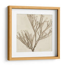 Grilliante Seaweed Vii - Vision Studio | Cuadro decorativo de Canvas Lab