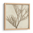 Grilliante Seaweed Vii - Vision Studio | Cuadro decorativo de Canvas Lab