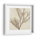 Grilliante Seaweed Vii - Vision Studio | Cuadro decorativo de Canvas Lab