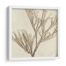 Grilliante Seaweed Vii - Vision Studio | Cuadro decorativo de Canvas Lab