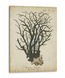 Esper Antiguo Coral I - Johann Esper | Cuadro decorativo de Canvas Lab