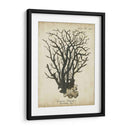 Esper Antiguo Coral I - Johann Esper | Cuadro decorativo de Canvas Lab