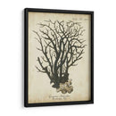 Esper Antiguo Coral I - Johann Esper | Cuadro decorativo de Canvas Lab