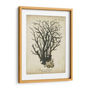 Esper Antiguo Coral I - Johann Esper | Cuadro decorativo de Canvas Lab