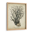 Esper Antiguo Coral I - Johann Esper | Cuadro decorativo de Canvas Lab