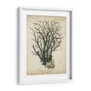 Esper Antiguo Coral I - Johann Esper | Cuadro decorativo de Canvas Lab