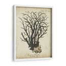 Esper Antiguo Coral I - Johann Esper | Cuadro decorativo de Canvas Lab