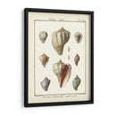 Cáscaras Volutas, Pl.384 - Denis Diderot | Cuadro decorativo de Canvas Lab