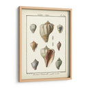 Cáscaras Volutas, Pl.384 - Denis Diderot | Cuadro decorativo de Canvas Lab