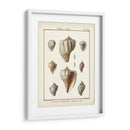 Cáscaras Volutas, Pl.384 - Denis Diderot | Cuadro decorativo de Canvas Lab