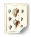 Cáscaras Volutas, Pl.384 - Denis Diderot | Cuadro decorativo de Canvas Lab