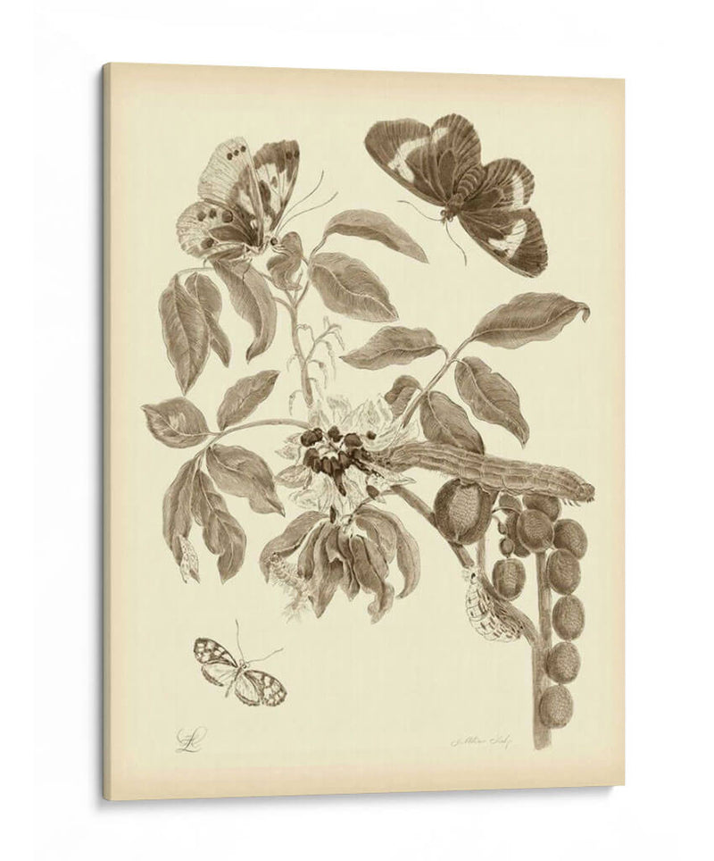 Estudio De La Naturaleza En Sepia Ii - Maria S. Merian | Cuadro decorativo de Canvas Lab