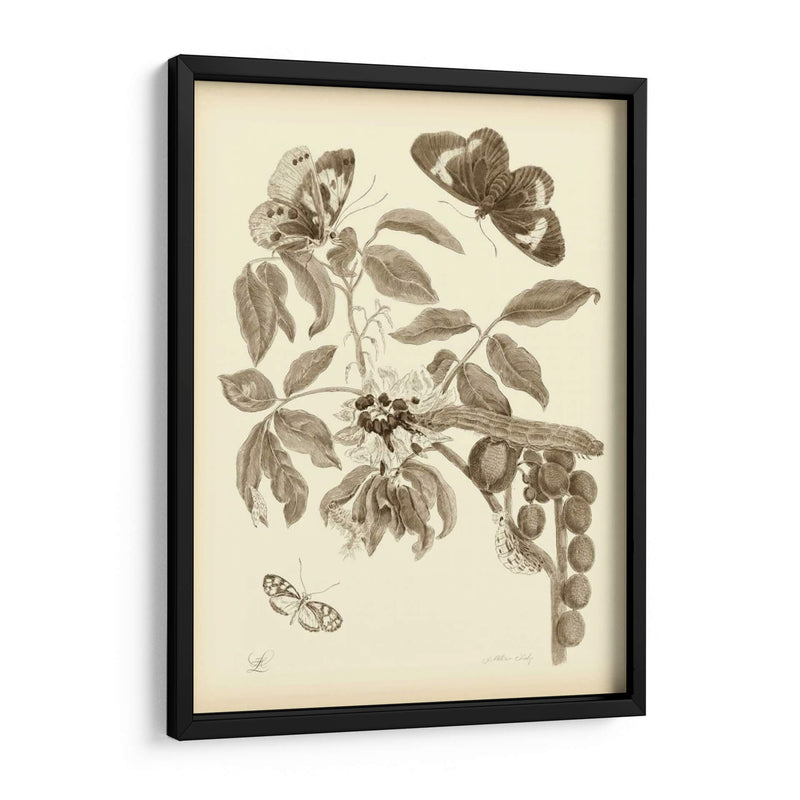 Estudio De La Naturaleza En Sepia Ii - Maria S. Merian | Cuadro decorativo de Canvas Lab