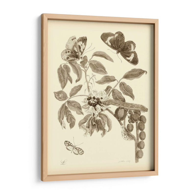 Estudio De La Naturaleza En Sepia Ii - Maria S. Merian | Cuadro decorativo de Canvas Lab