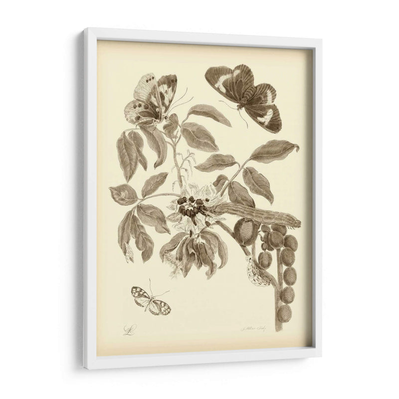 Estudio De La Naturaleza En Sepia Ii - Maria S. Merian | Cuadro decorativo de Canvas Lab