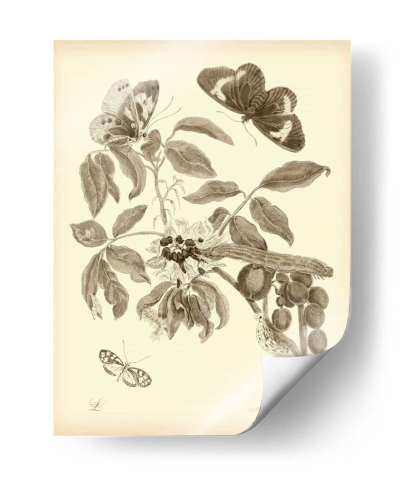 Estudio De La Naturaleza En Sepia Ii - Maria S. Merian | Cuadro decorativo de Canvas Lab