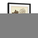 Estudio De La Naturaleza En Sepia Iv - Maria S. Merian | Cuadro decorativo de Canvas Lab