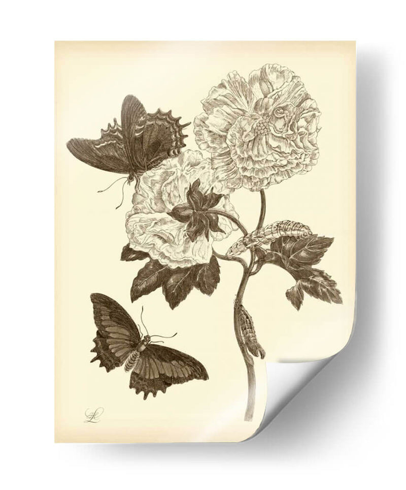 Estudio De La Naturaleza En Sepia Iv - Maria S. Merian | Cuadro decorativo de Canvas Lab