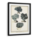 Especies De Coral I - Vision Studio | Cuadro decorativo de Canvas Lab