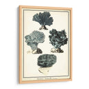 Especies De Coral I - Vision Studio | Cuadro decorativo de Canvas Lab