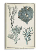 Especies De Coral Ii - Vision Studio | Cuadro decorativo de Canvas Lab