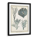 Especies De Coral Ii - Vision Studio | Cuadro decorativo de Canvas Lab