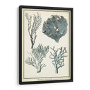 Especies De Coral Ii - Vision Studio | Cuadro decorativo de Canvas Lab