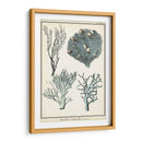 Especies De Coral Ii - Vision Studio | Cuadro decorativo de Canvas Lab