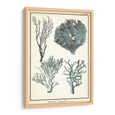 Especies De Coral Ii - Vision Studio | Cuadro decorativo de Canvas Lab